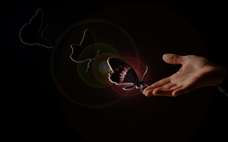 Butterfly on Hand — Black