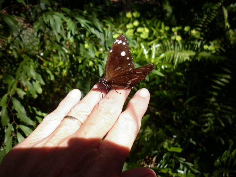 Butterfly on Hand — Brown, Calm