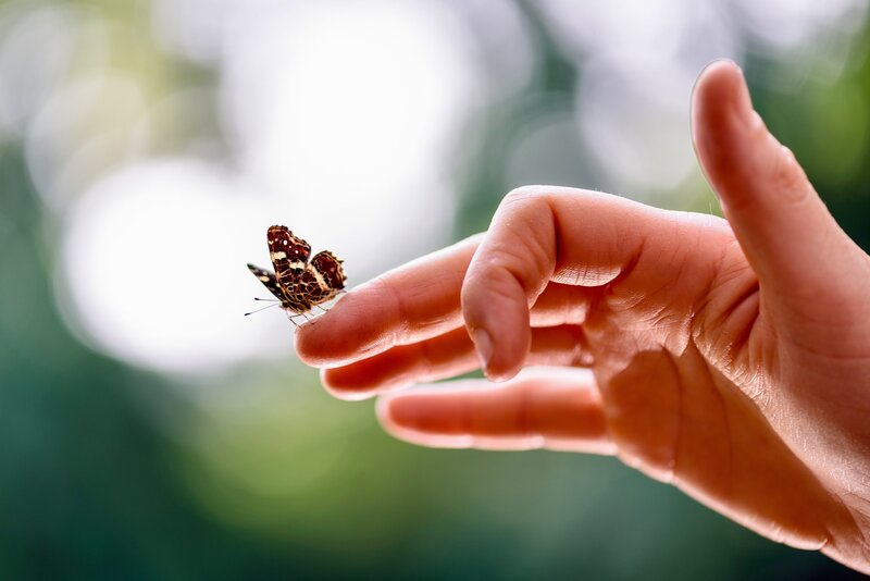 Butterfly on Hand — Brown, Serene