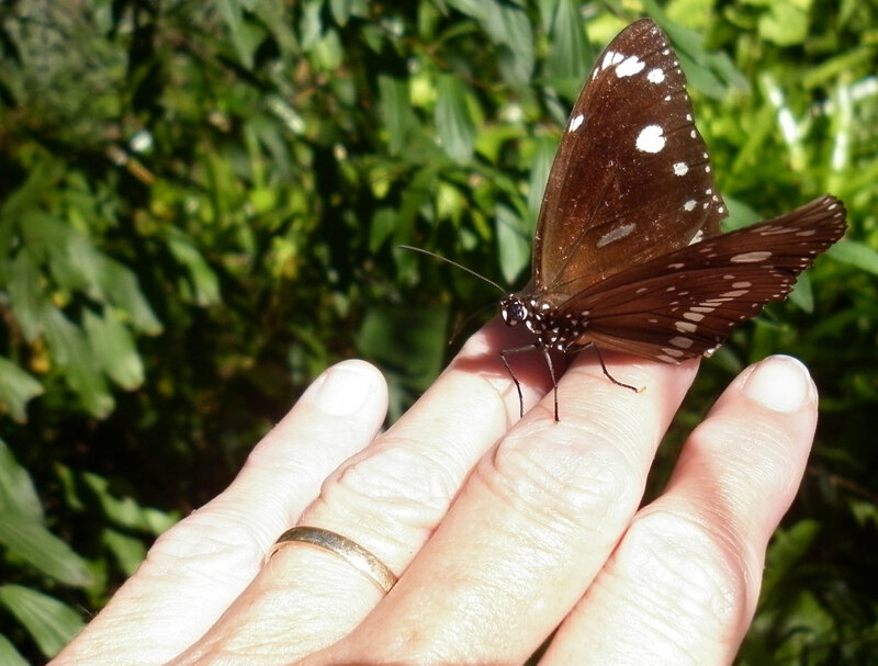 Butterfly on Hand — Brown