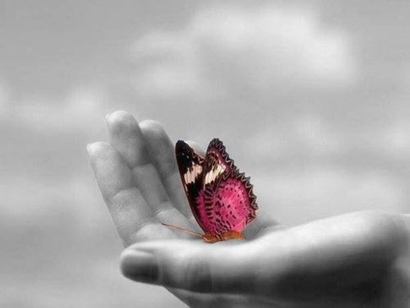 Butterfly on Hand — Gray