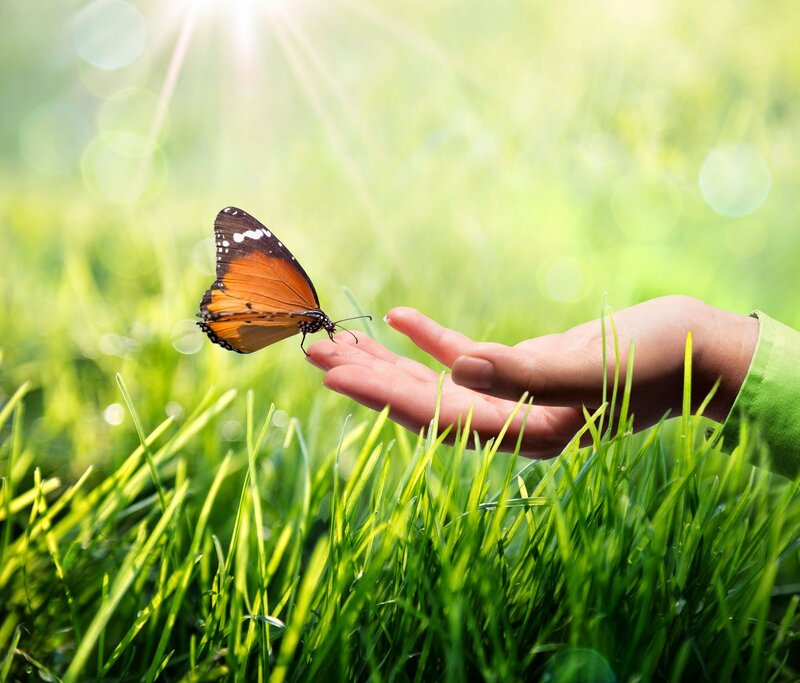 Butterfly on Hand — Green, Serene, Morning
