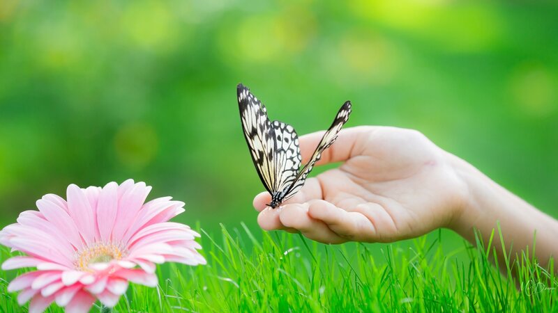 Butterfly on Hand — Green, Serene