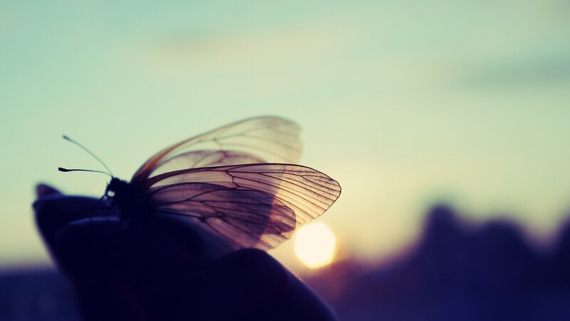Butterfly on Hand — Purple, Serene, Sunset