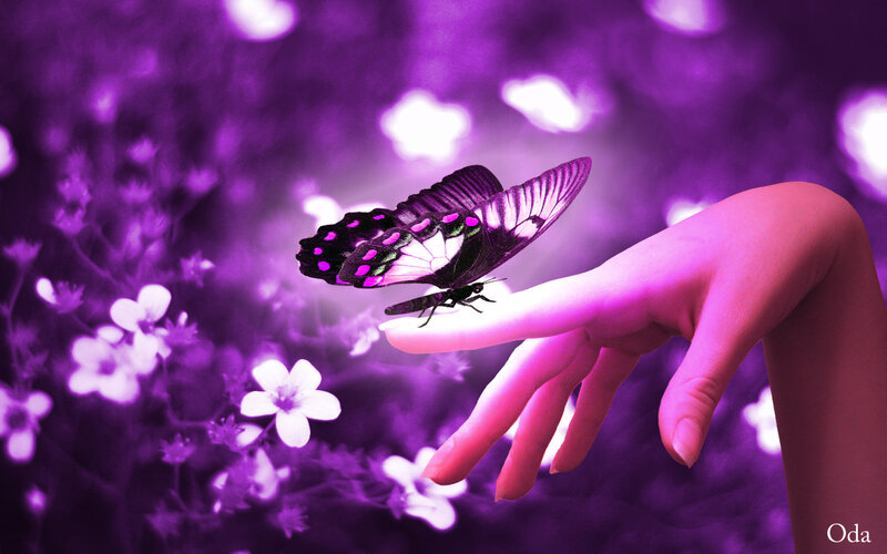 Butterfly on Hand — Purple, Serene