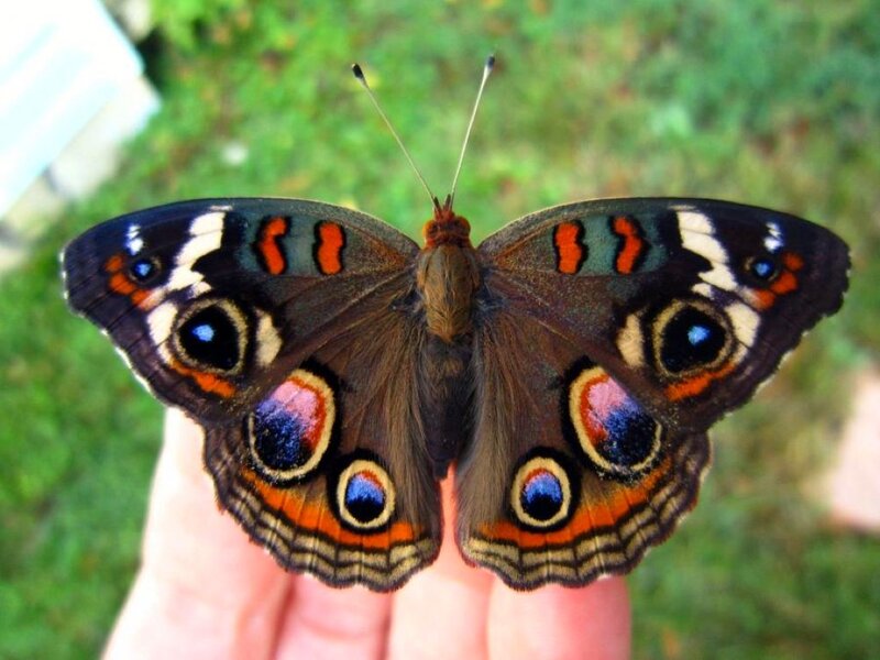 Butterfly on Hand