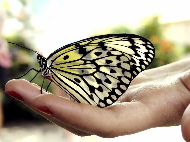 Butterfly on Hand — White, Calm