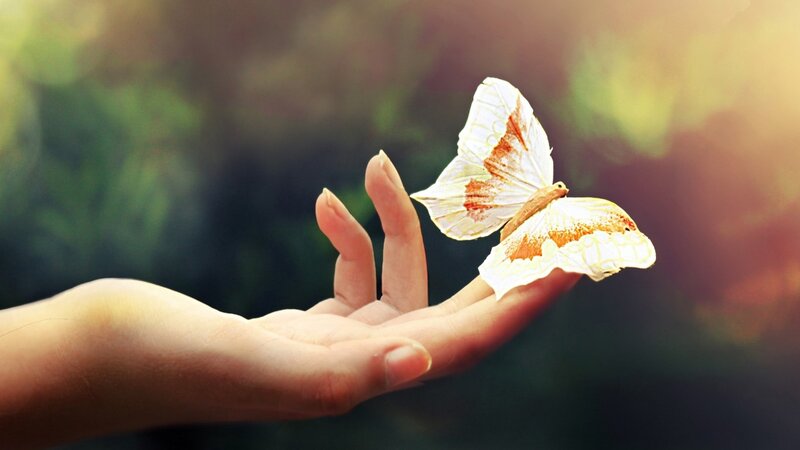Butterfly on Hand — White, Serene, Sunset, Photograph