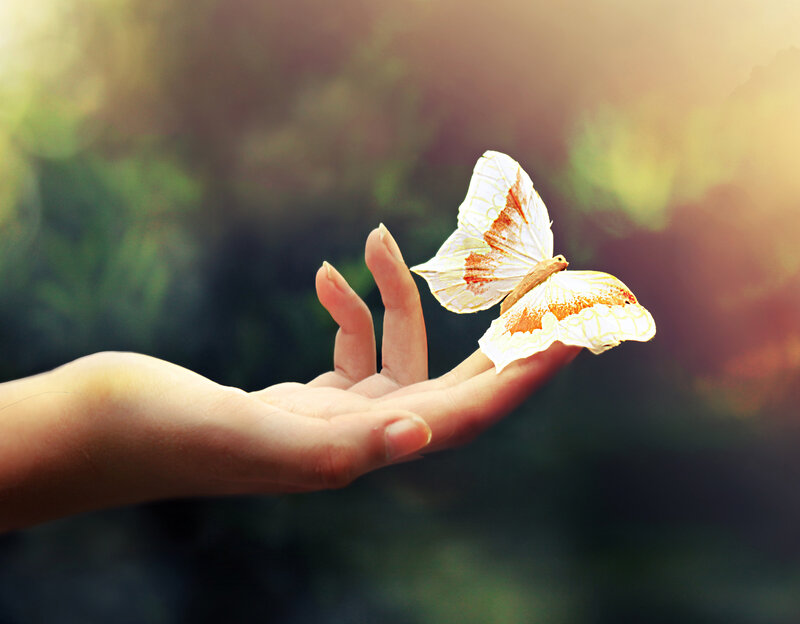 Butterfly on Hand — White, Serene