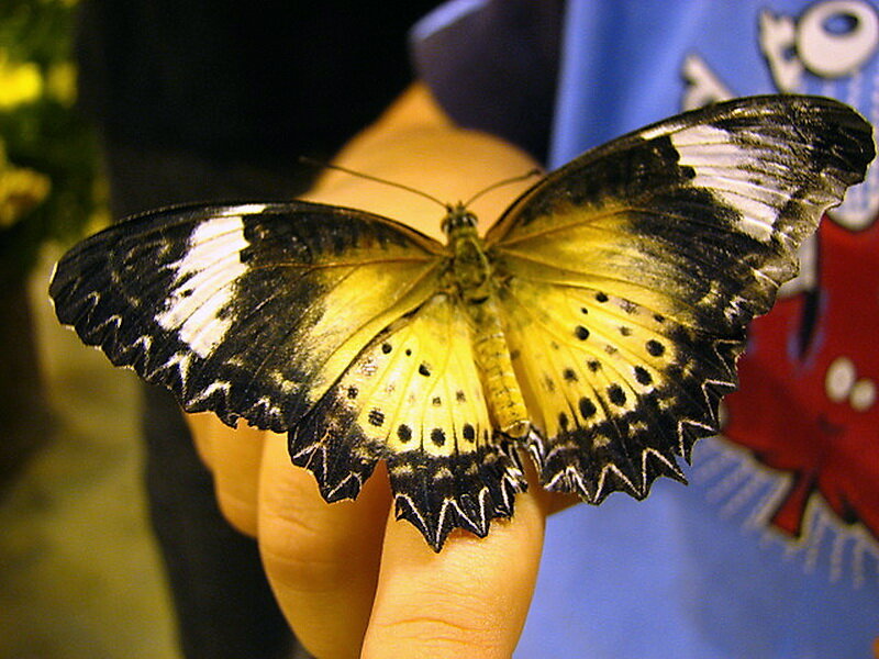 Butterfly on Hand — Yellow, Calm