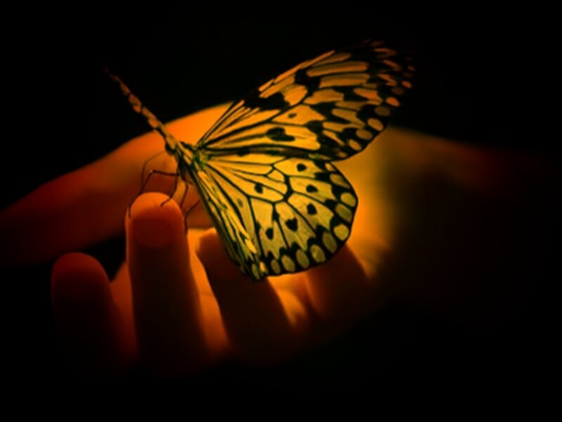 Butterfly on Hand — Yellow