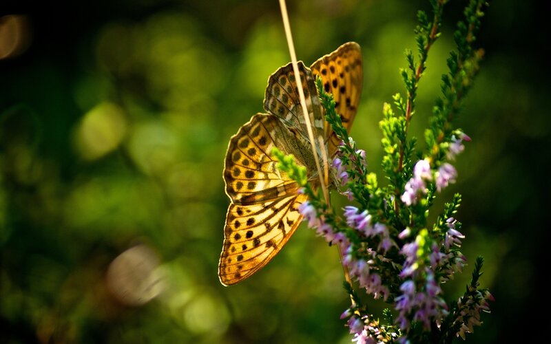 Butterfly on Heather