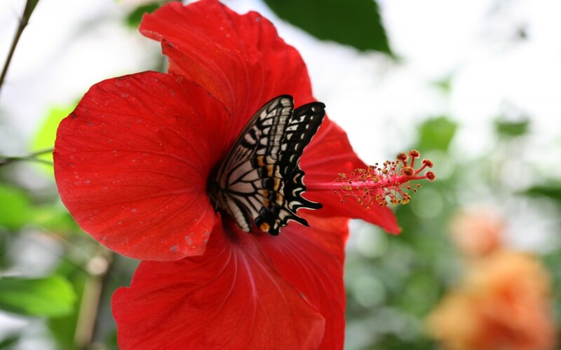 Butterfly on Hibiscus Flower — Red