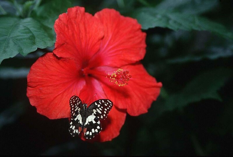 Butterfly on Hibiscus Flower