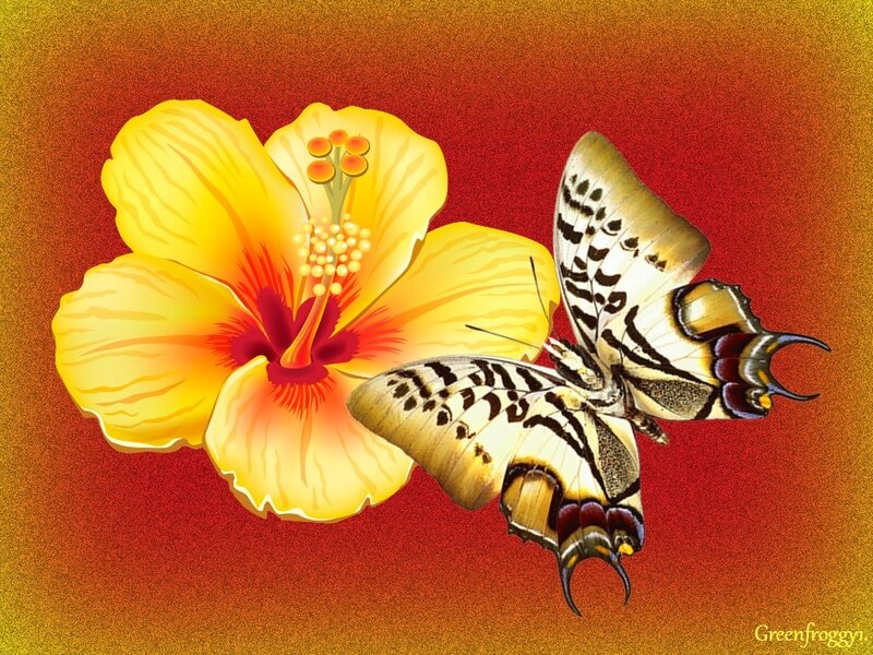 Butterfly on Hibiscus Flower — Yellow