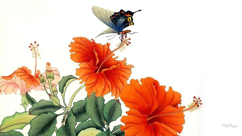 Butterfly on Hibiscus Flowers — Orange