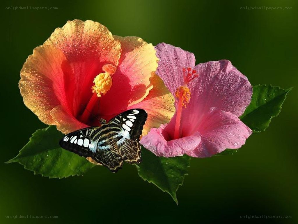 Butterfly on hibiscus flowers