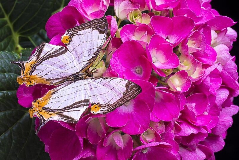 Butterfly on Hydrangea — Pink