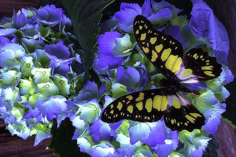 Butterfly on Hydrangea