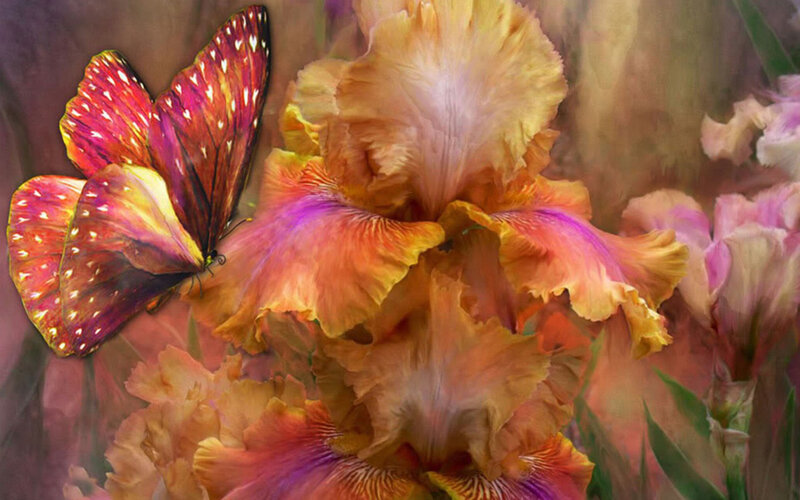 Butterfly on Iris Flower — Orange, Serene
