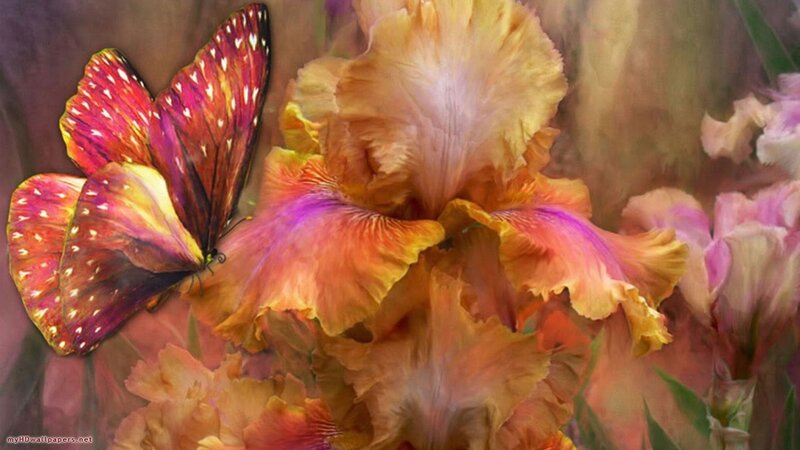 Butterfly on Iris Flower — Orange