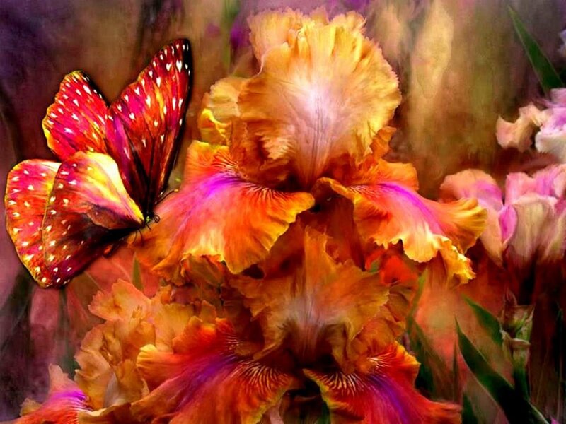 Butterfly on Iris Flower — Orange, Vibrant