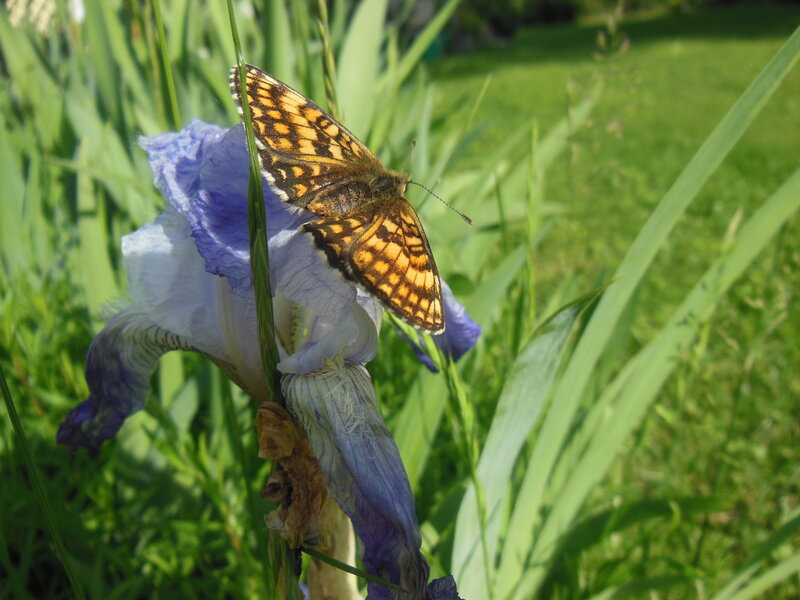 Butterfly on Iris Flower — Purple, Serene