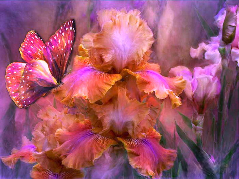 Butterfly on Iris Flower — Purple