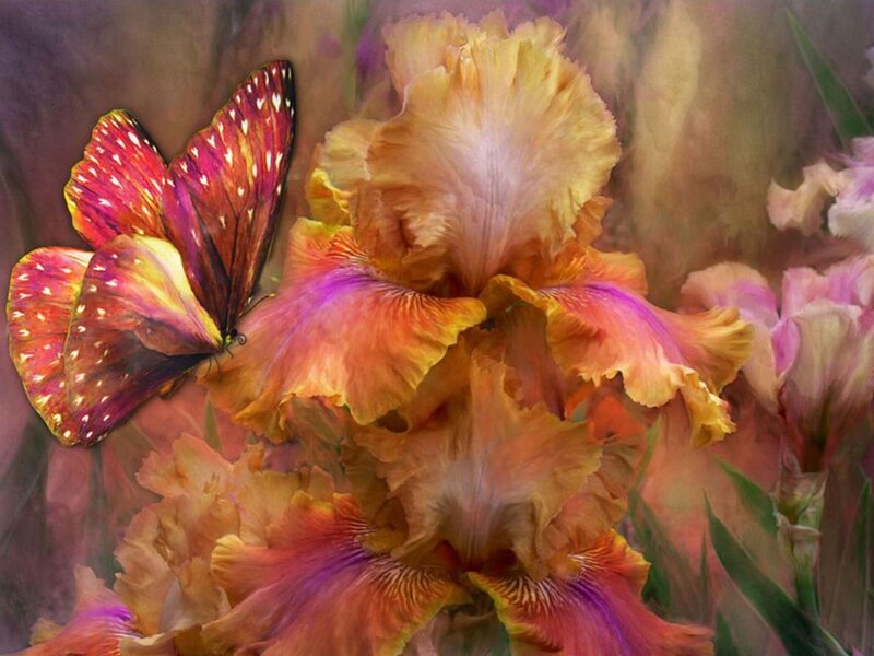 Butterfly on Iris Flower — Yellow