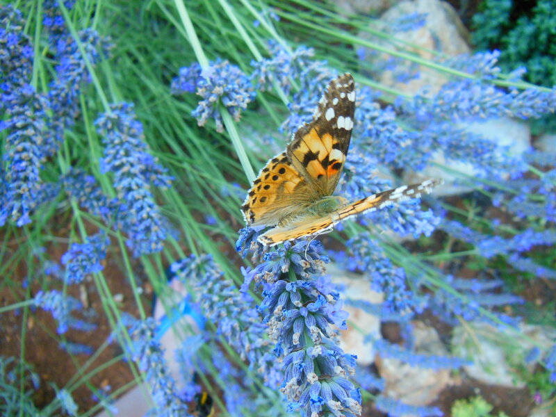 Butterfly on Lavender — Blue
