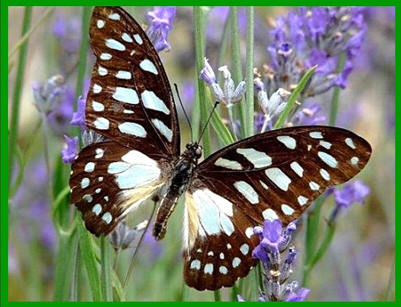 Butterfly on Lavender — Brown