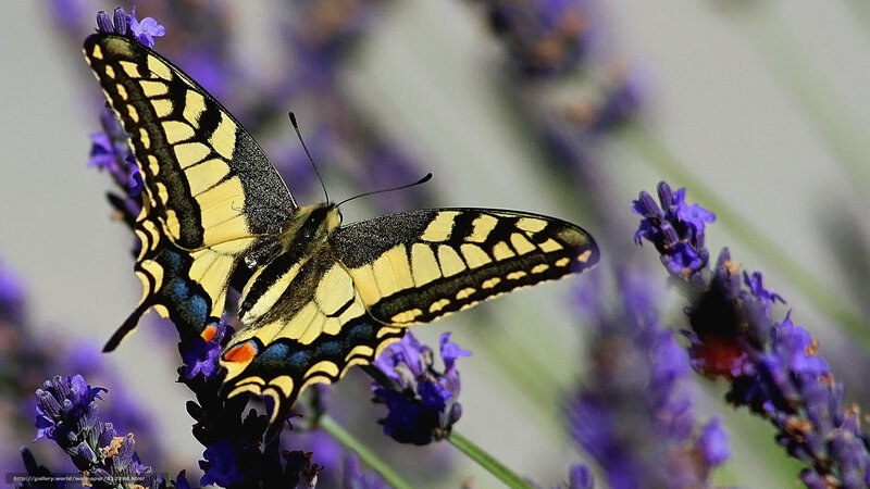 Butterfly on lavender flower