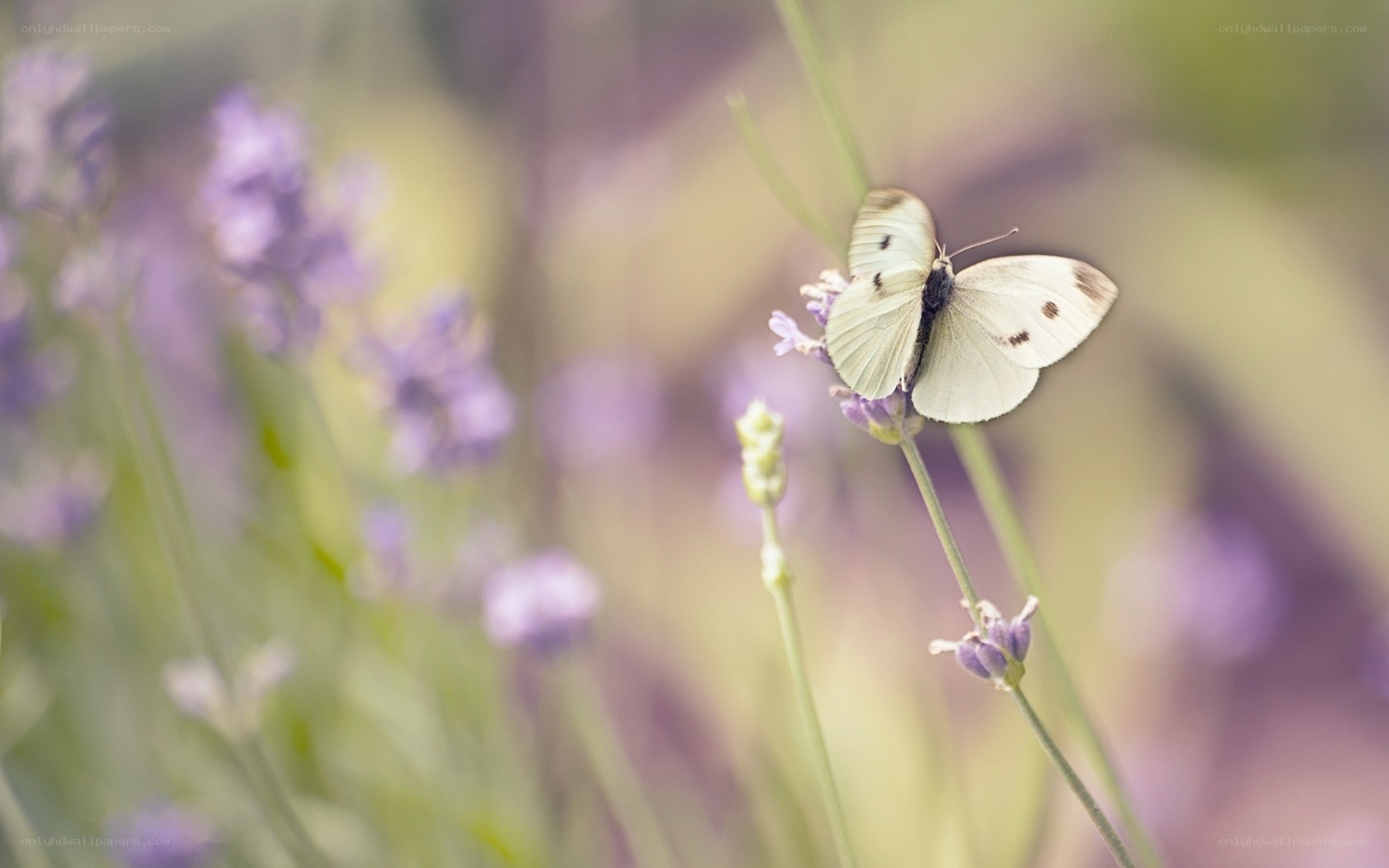butterfly on lavender flower