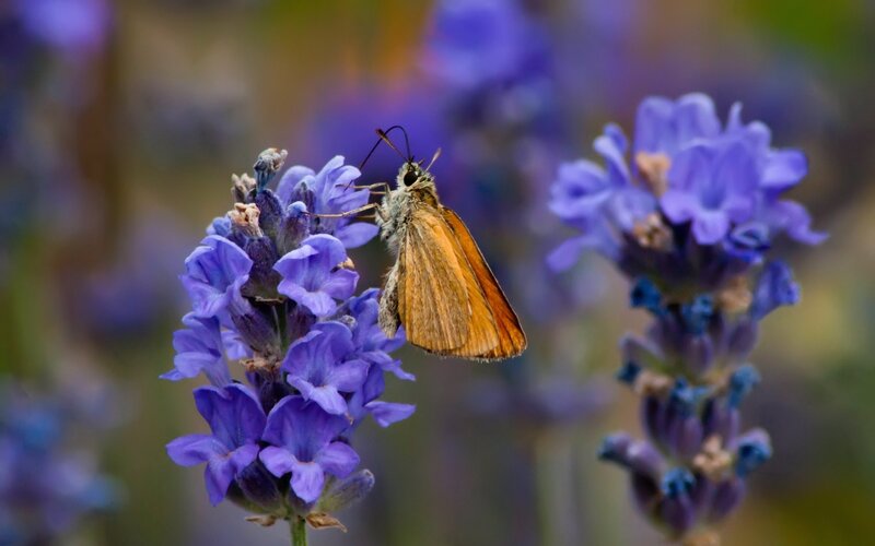 Butterfly on lavender flower