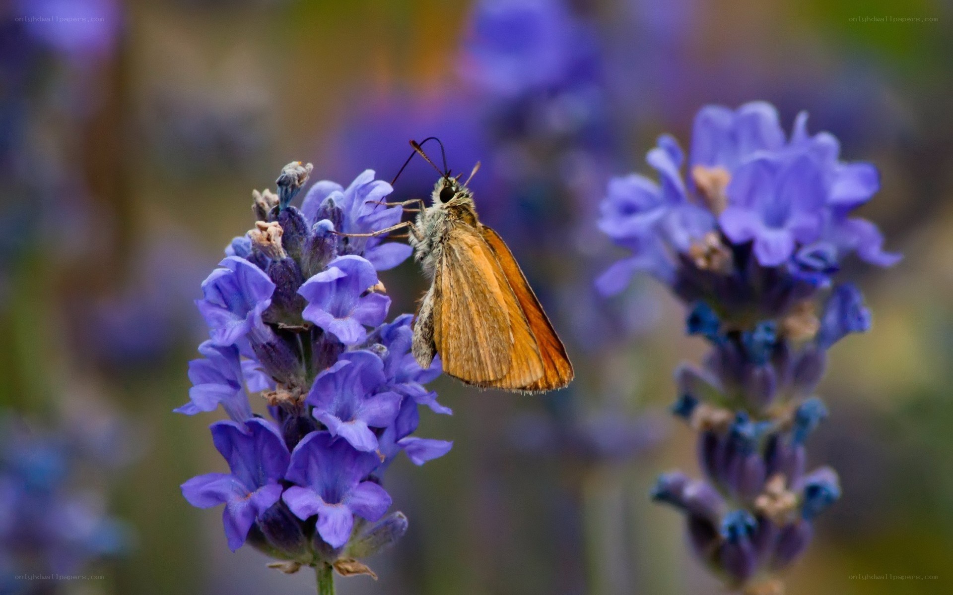 Butterfly on lavender flower