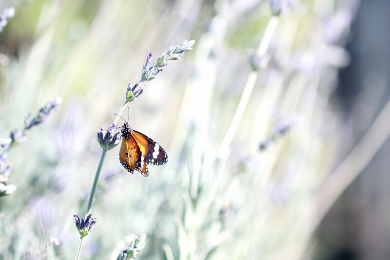 Butterfly on lavender flower