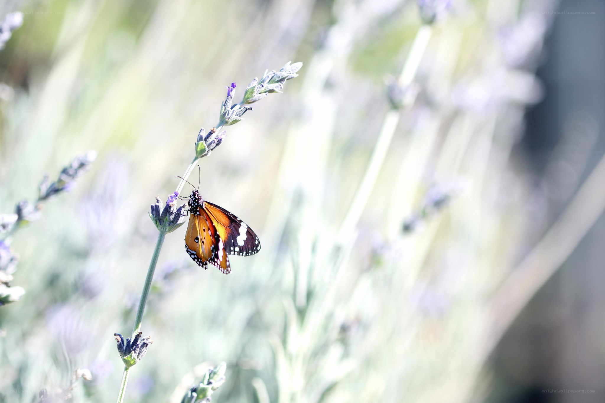 Butterfly on lavender flower