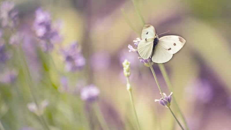 butterfly on lavender flower