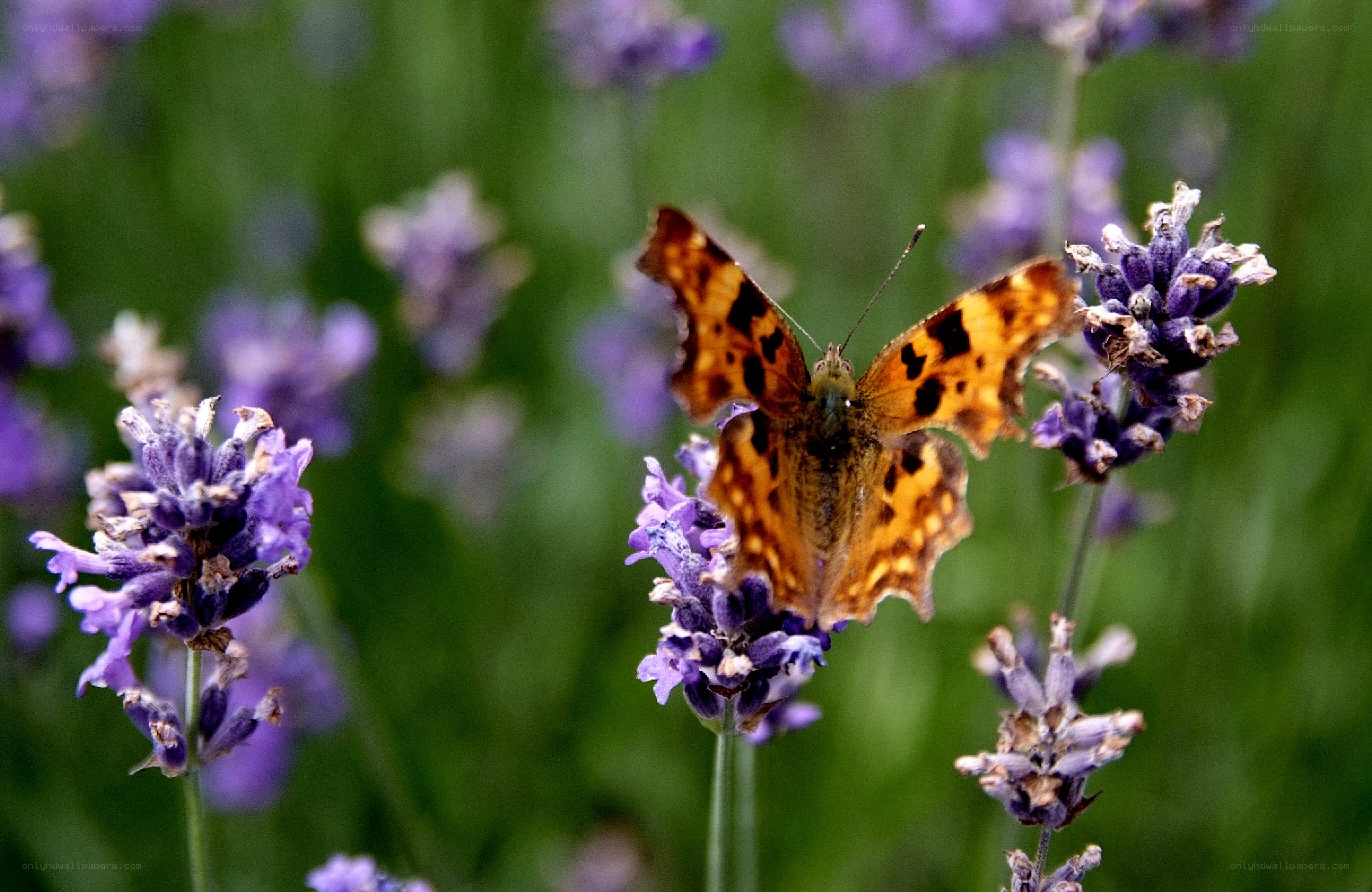 Butterfly on lavender flower