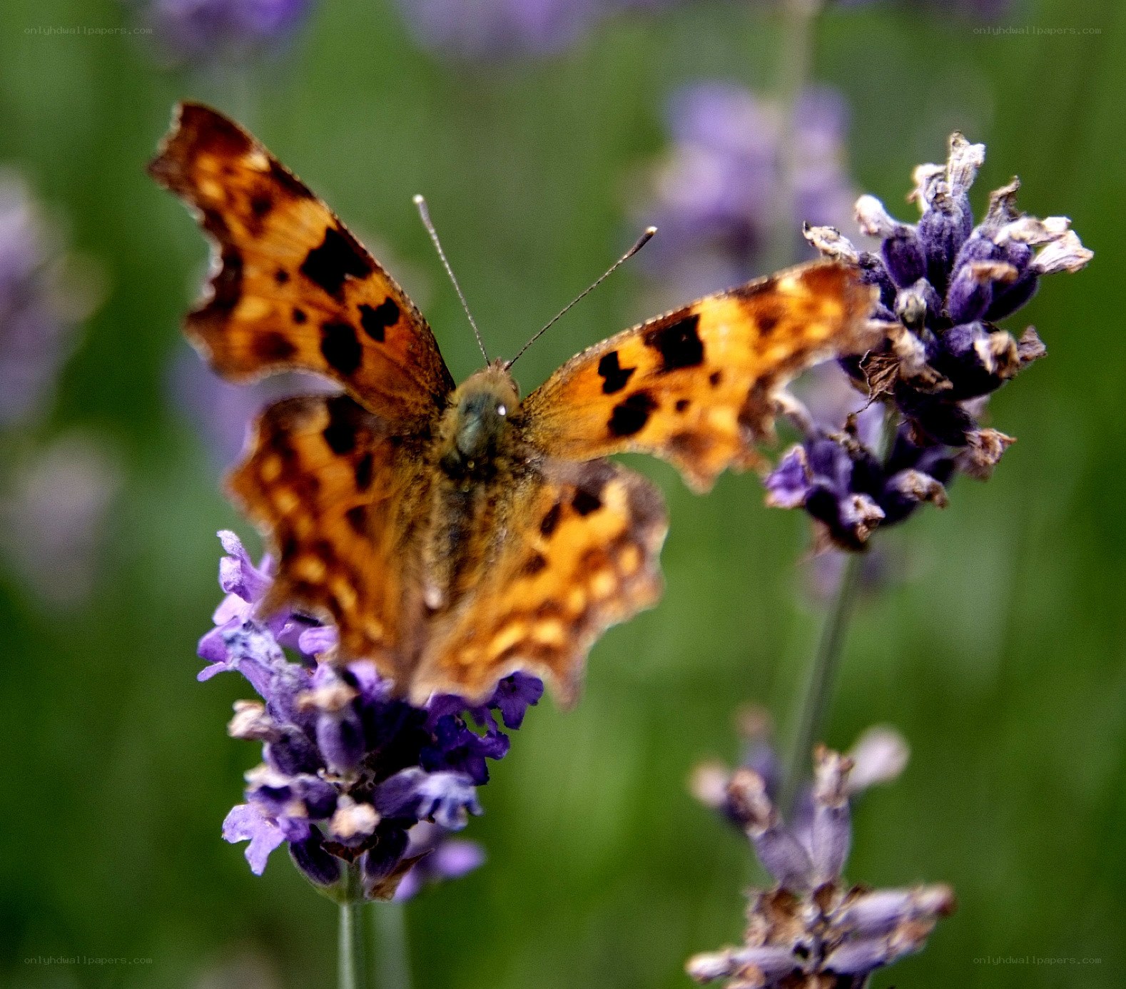 Butterfly on lavender flower