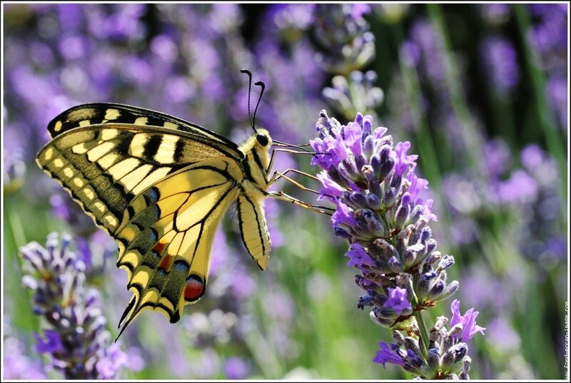 butterfly on lavender flower