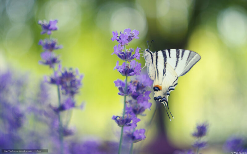 butterfly on lavender flower