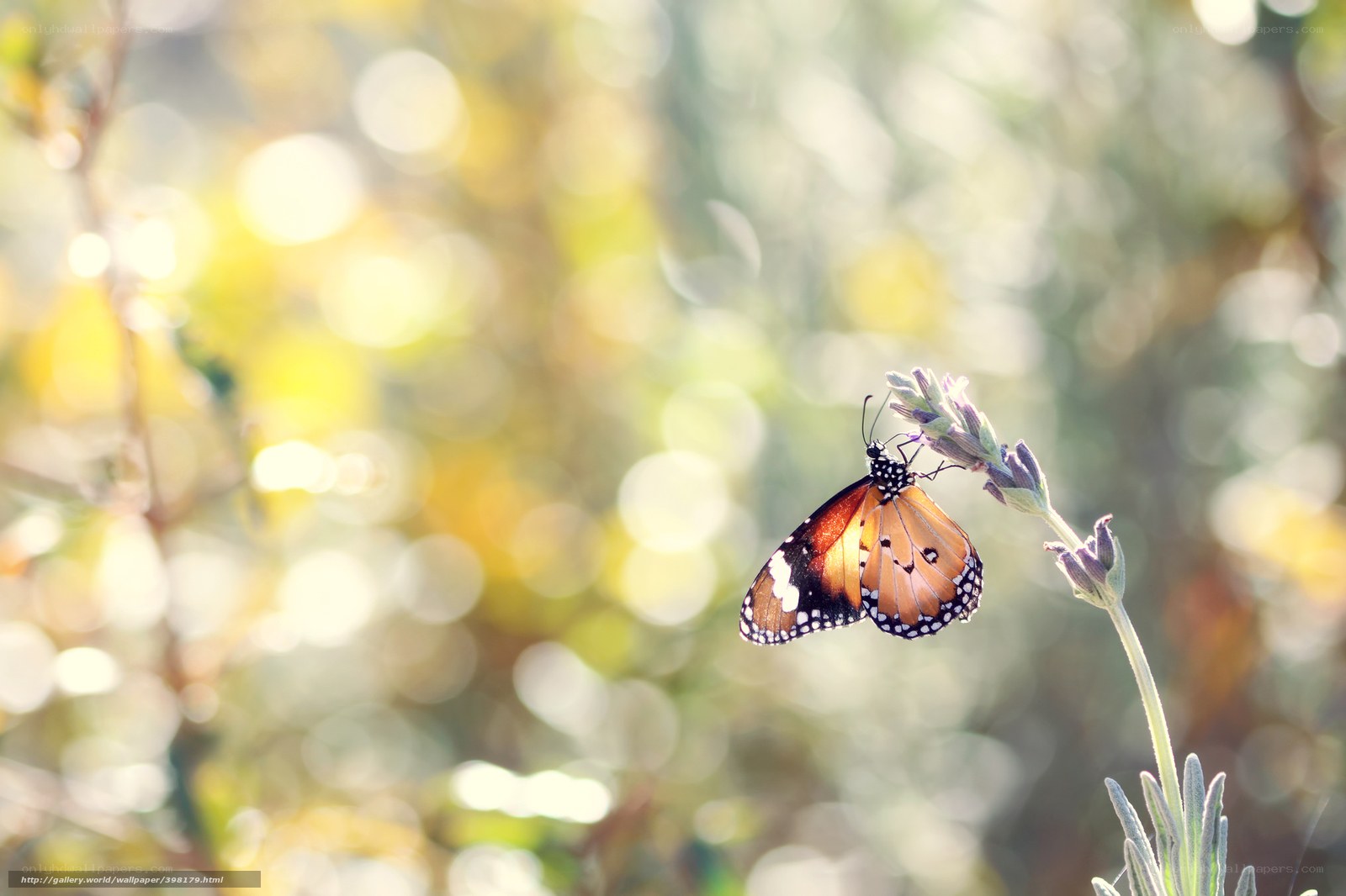 butterfly on lavender flower
