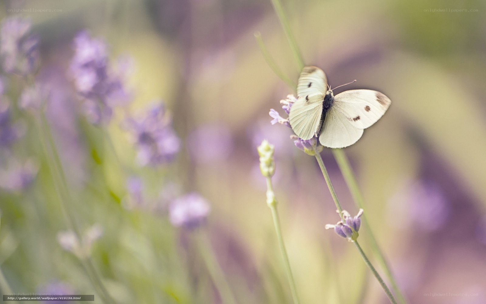 butterfly on lavender flower