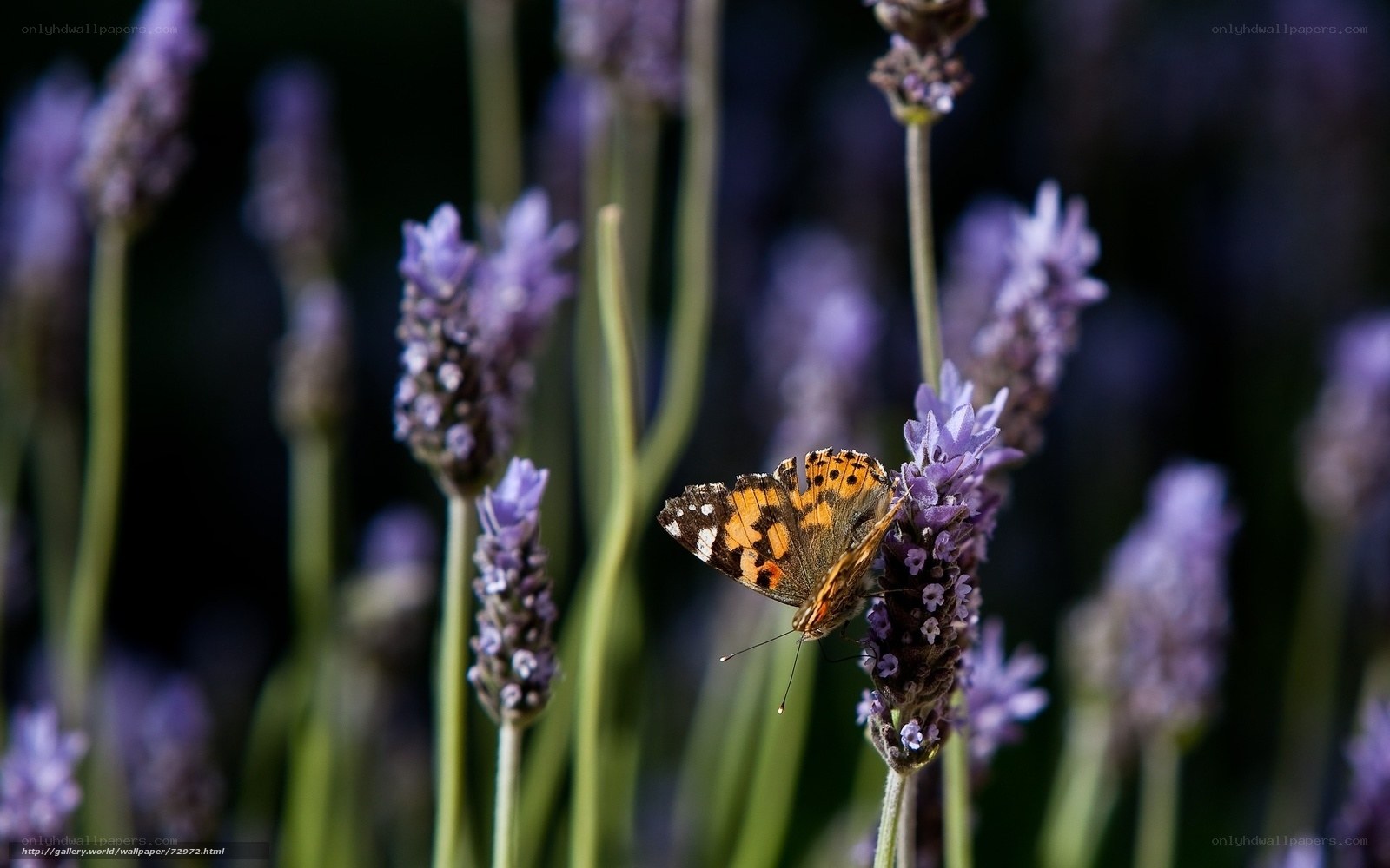 butterfly on lavender flower