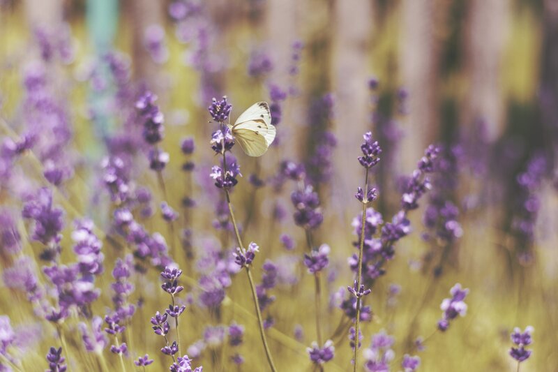 butterfly on lavender flowers
