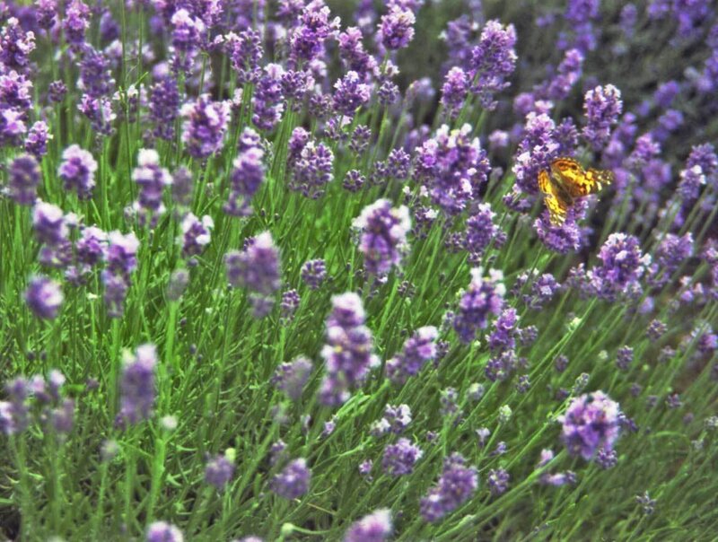 butterfly on lavender flowers