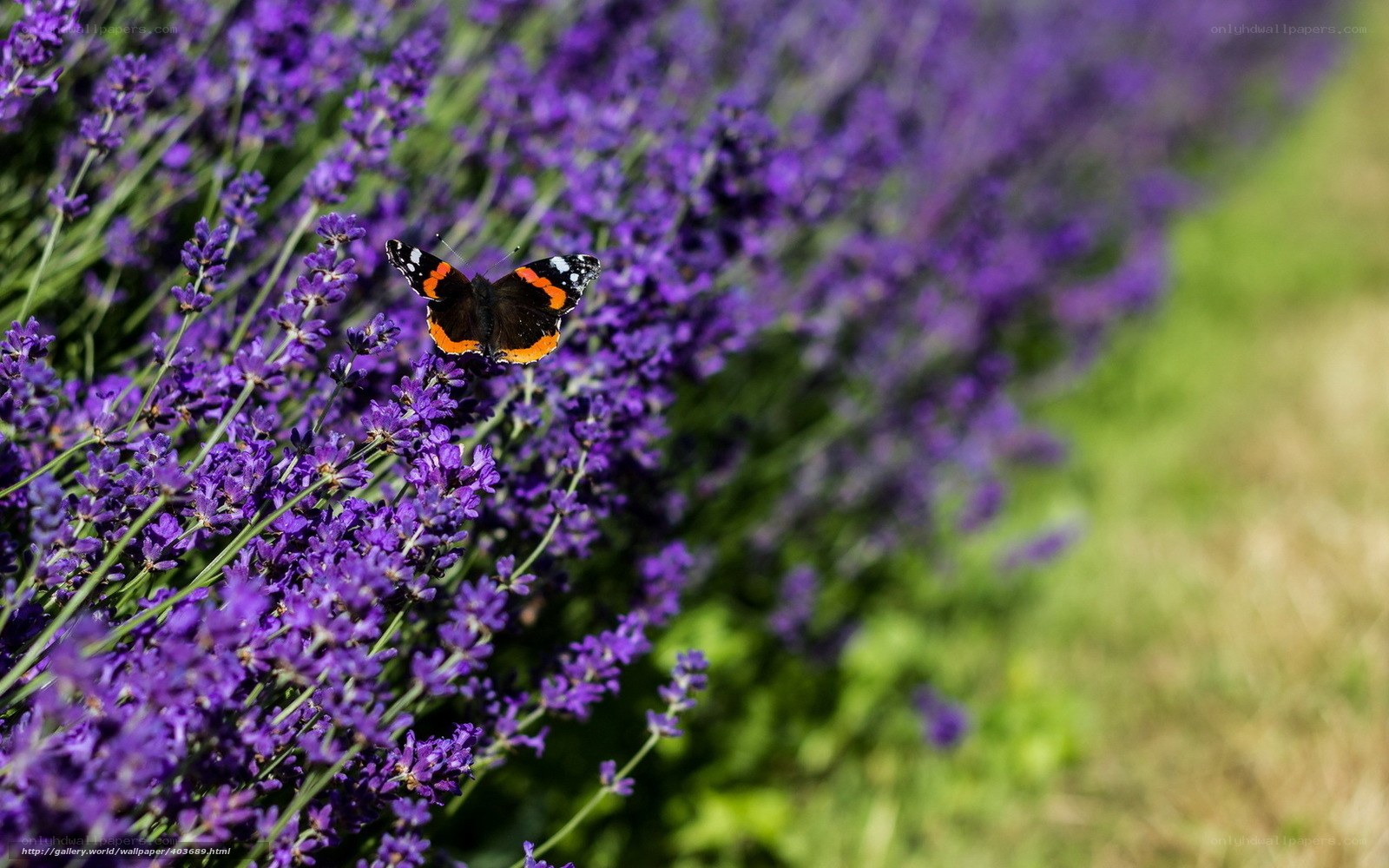 butterfly on lavender flowers