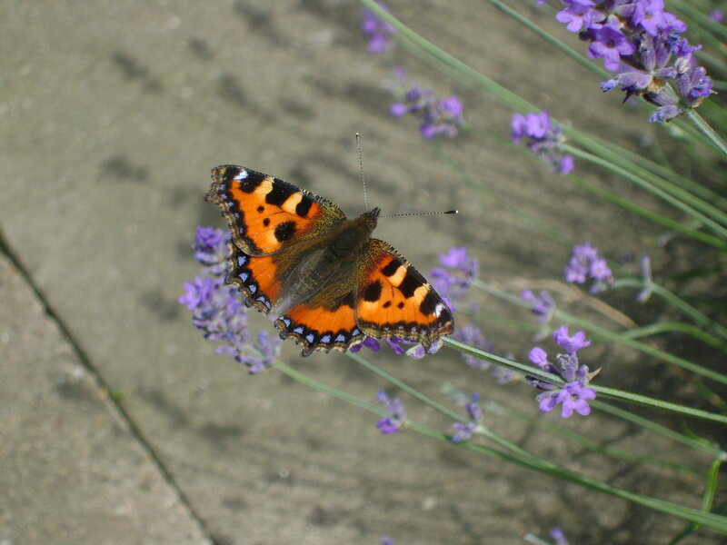 Butterfly on Lavender — Purple, Calm