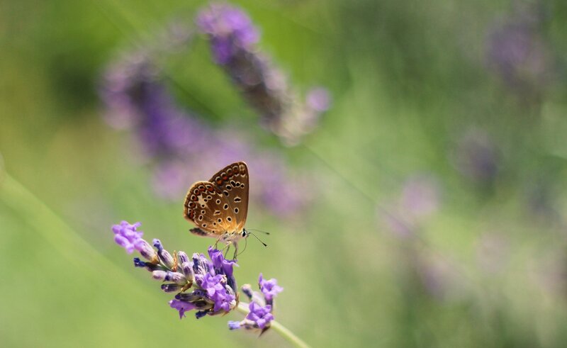 Butterfly on Lavender — Purple, Serene, Afternoon, Photograph, Flower, Greenery